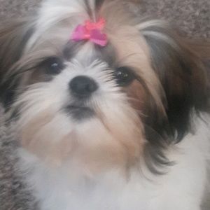 Meet your Posher, Lisa